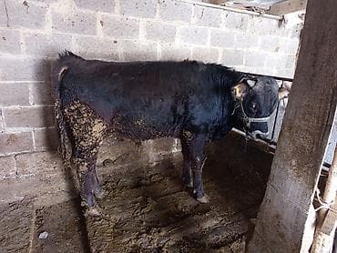 питбуль собака: Продаю | Бык (самец) | Швицкая | На откорм — 2