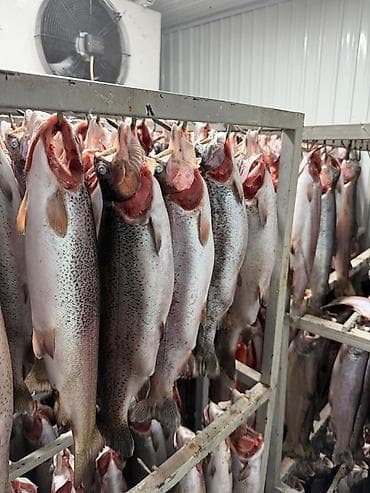 балык фарель: Форель на подвесе замороженная. Не потрошенная. Форель радужная. Вес — 1