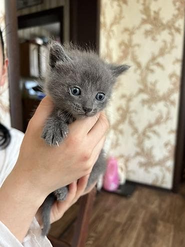 коты город ош: Котята домашние, помет из нескольких малышей: - Окрас: сплошной серый — 4