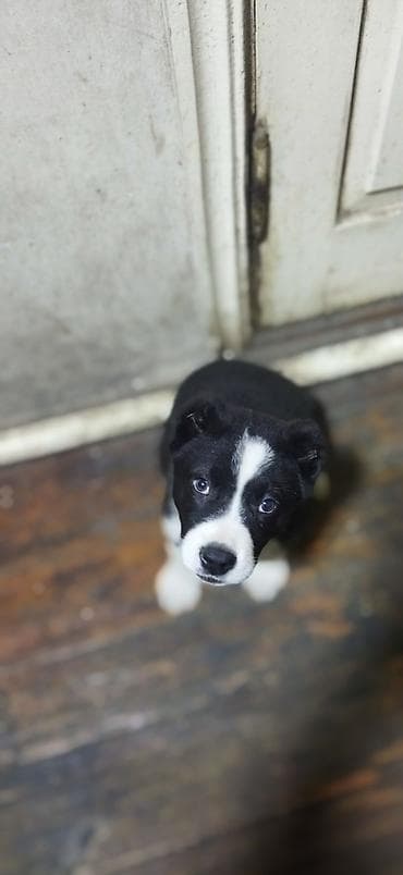Үй жаныбарлары үчүн товарлар: Щенок, черно-белая окраска, вероятно метис средних пород. - Возраст — 1