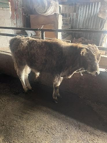 обрезки мясо: Продаю | Бык (самец) | Полукровка | На откорм | Привязанные — 2