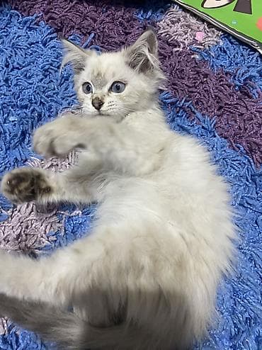 scottish fold: 2 месяца, Девочка, Приучена к лотку — 6