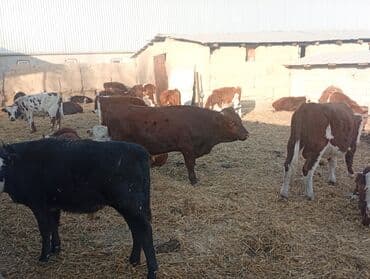 Айыл-чарба жаныбарлары: Сатам | Бука (эркек) | Герефорд | Бордоп семиртүү үчүн — 10