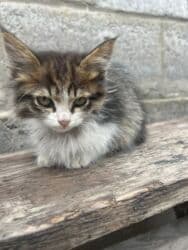 шиншилла британская кошка цена: Беспородная, 3 месяца, Мальчик, Рыжий, Приучена к лотку — 9