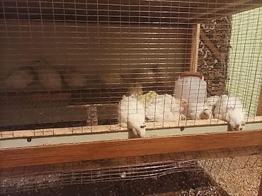 тушки бройлеров: Продаю перепелят возраст 1 месяц порода тихас утежаленый яично — 2