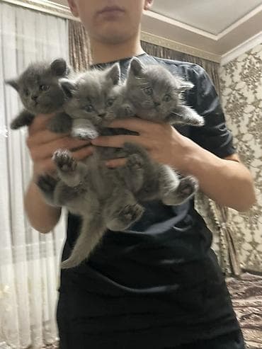 британская голубая короткошерстная кошка: Британские короткошёрстные котята, окраса сплошной голубой (blue). Три — 4
