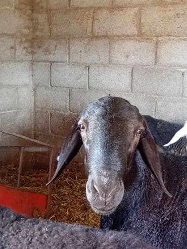 Собаки: Продаю | Овца (самка) — 10