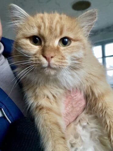 шиншилла британская кошка цена: Отдам в ОЧЕНЬ добрые руки котят невероятной красоты! Находятся в — 11