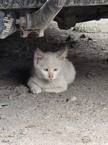 кошки бенгальские: Котята, возможны разные окрасы. На фото представлены: - рыжий котёнок — 7