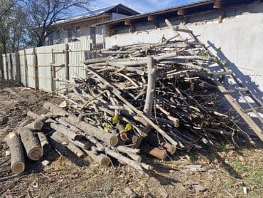 дрова деревья: Отун — 2