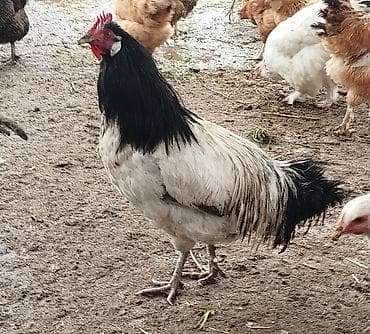 прост ат: Продаю | Куры | Несушки — 5