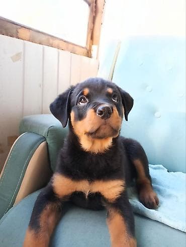 Аквариумы: Ротвейлер, 4 месяца, Самец, С прививкой — 5