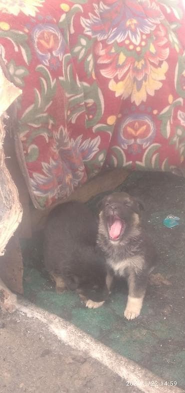 щенки сембернара: Овчарка, 1 месяц, Самка — 10