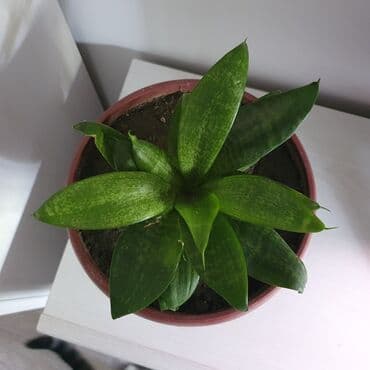 растения для аквариума: Продаются комнатные цветы Сенсевиерия, дешево Цветок неприхотливый в — 2