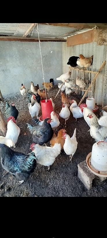 простые куры: Продаю | Куры | Домашняя | Несушки — 1