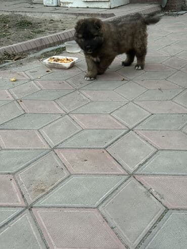 немецкая овчарка каракол: Щенки Кавказкой овчарки.больше месяца. Прививка еще не сделано — 4