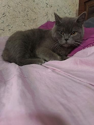 бенгальский леопардовый кот: Британская короткошёрстная кошка, окраса «blue» (однотонный серый) — 2