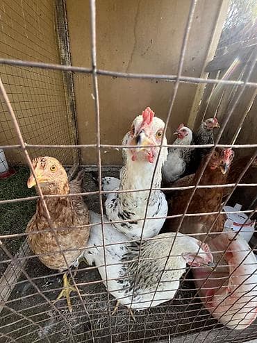 животные птицы: Куры 🐔 возраст 6 месяцев — 1
