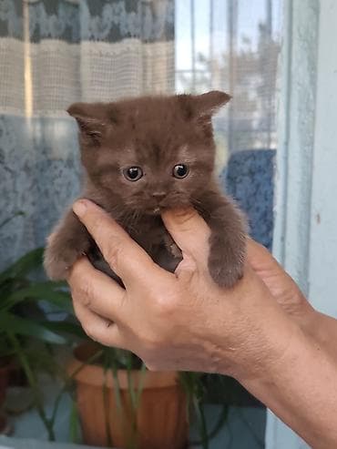 Кошки: Британские короткошёрстные котята - Порода: британская — 3