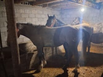 Грызуны: Продаю | Кобыла (самка) | На забой, Для разведения — 2