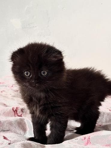 цена шотландской вислоухой кошки: Скотиш Фолд (Шотландская вислоухая), 2 месяца, Мальчик, Черный, Метис, Приучена к лотку, Проглистована — 5