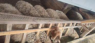 сено реска: Продаю | Овца (самка), Ягненок, Баран (самец) | На забой — 5