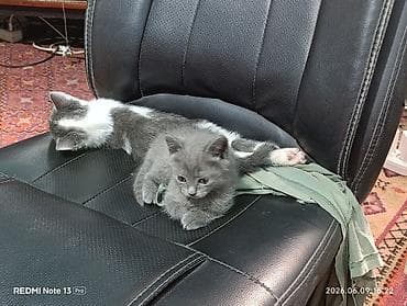 серые котята: Кошка даром: Беспородная, 1 месяц, Девочка, Приучена к лотку — 3
