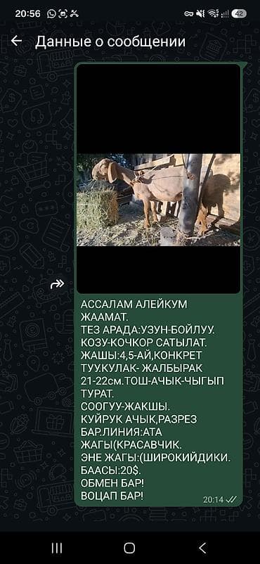 Продаю | Баран (самец) | Арашан | Для разведения | Осеменитель at lalafo.kg Продаю | Баран (самец) | Арашан | Для разведения | Осеменитель
