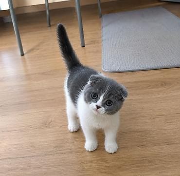 сумка для котят: Скотиш Фолд (Шотландская вислоухая), 2 месяца, Девочка, Биколор, Приучена к лотку — 1