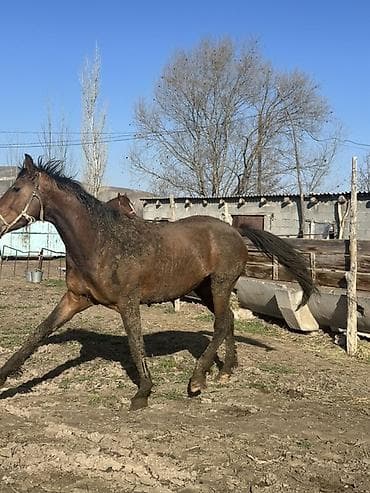 продаю баран арашан: Сатам | Жылкы (эркек), Байтал | Союуга, Ат спорту — 6