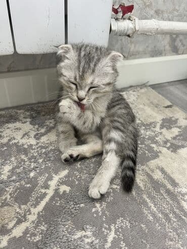 шотландская котята: Британская короткошёрстная, 2 месяца, Девочка, Серебристая шиншилла, Приучена к лотку — 4