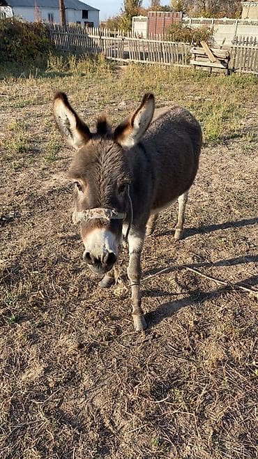 уйдун башы: Осёл — 1