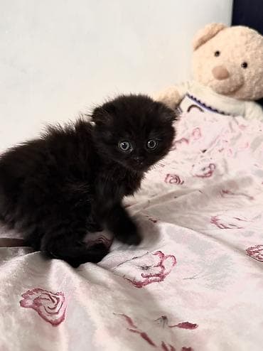 цена шотландской вислоухой кошки: Скотиш Фолд (Шотландская вислоухая), 2 месяца, Мальчик, Черный, Метис, Приучена к лотку, Проглистована — 7