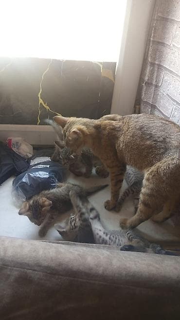 Отдам даром кошку: Котята — полосатые тигрята - Порода: беспородные домашние - Окрас — 5