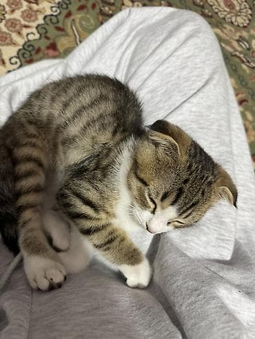 Продажа кошек: Котёнок с короткими загнутыми ушками и тигровым окрасом - Порода/тип — 2