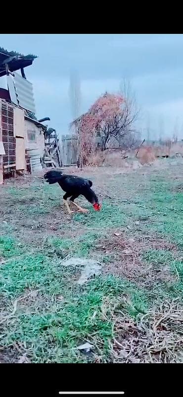 ит сатылат: Продаю майский жожик — 2