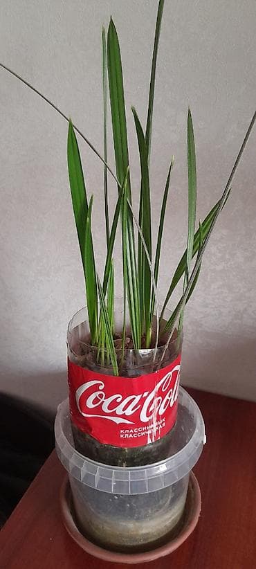 ростки пальмы: Саженцы финиковой пальмы (Phoenix dactylifera) из косточек - Домашние — 5