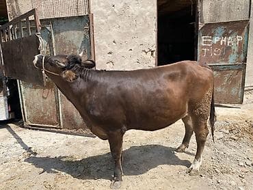 Продам с/х животных: Продаю | Бык (самец) | На откорм | Привязанные — 1