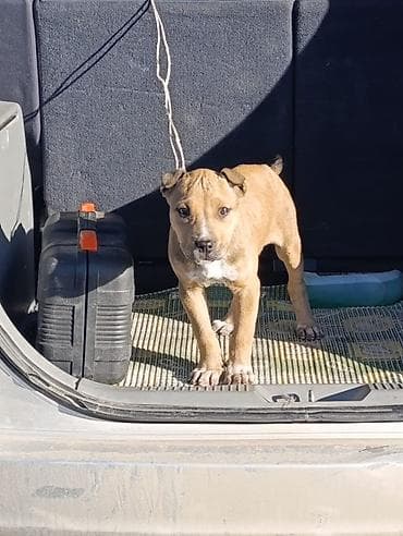 маленький собака: 2 месяца, Самка — 3