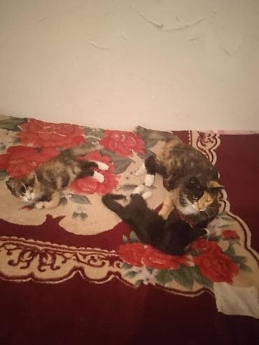 Отдам кошку-маму с котятами в добрые руки. 5 апреля. они родились, 5