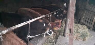 объявления о найденных животных: Продаю | Тёлка | На откорм — 3