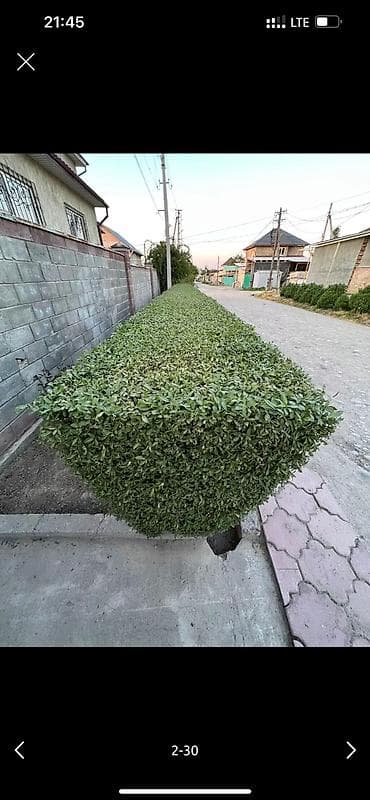 Работа: 🌱Я Садовник Стрижка Живой изгородь,самшит,Туи,хвойные растения, Я — 2