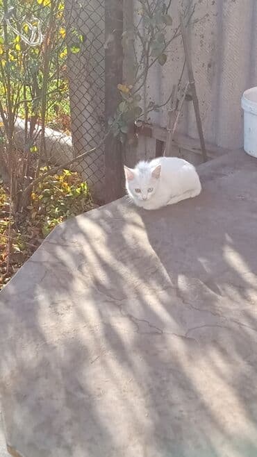 восточная ориентальная кошка: Продаю котенка мальчик, полукровка Ангора глаза разные зелёный и — 2