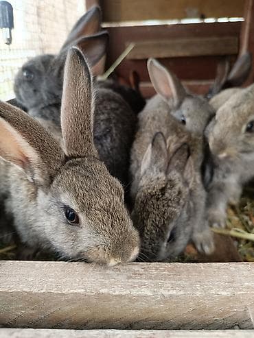 сельскохозяйственные животные продажа: Продаю | Крольчата | Серый великан | Для разведения | Племенные — 2