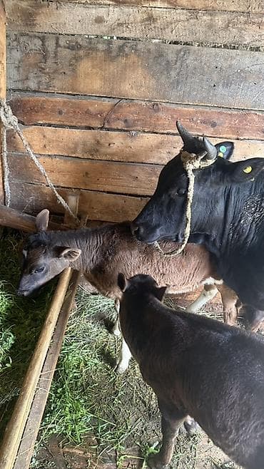 кошки на обувь: Продаю | Корова (самка), Бык (самец), Тёлка — 2