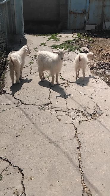 яйца фазан: Продаю | Козлёнок | Зааненская | Для молока | Племенные — 1