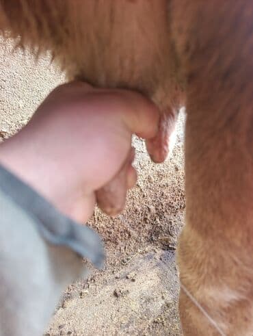 дойных коровы: Продаю | Корова (самка) — 2