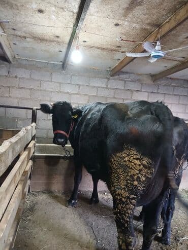 домик для хомяка: Продаю | Музоо, торпок | На откорм | Привязанные — 8