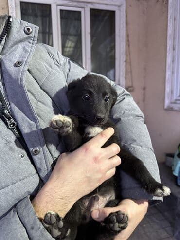 scottish fold: ОТДАДИМ В ХОРОШИЕ РУКИ Щенки метисы среднего размера Описание: - — 4