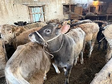 продаю осёл: Продаю | Бык (самец), Тёлка | Для разведения | Привязанные — 8